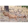 Image 2 : Five Day Hunt for Trophy Mule Deer and Wolf for One