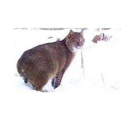 Seven Day Bobcat or Boar Hunt with Hounds