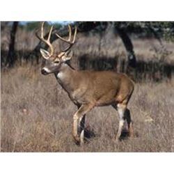 Two night, Three Day Whitetail Cull Hunt to 130" Mature Buck,  For one hunter and one non-hunter