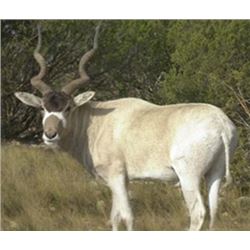 Three day, Two night Addax Hunt for One Hunter and One Non-Hunter