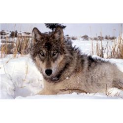 Five Day Whitetail Deer and Wolf Combo Hunt for One