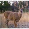 Image 2 : Five Day Whitetail Deer and Wolf Combo Hunt for One