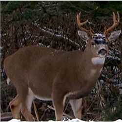 Black tail Deer Hunt