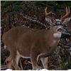 Image 1 : Black tail Deer Hunt