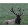Image 1 : Two to Three Day Hunt for a Whitetail Buck up to 200"