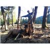 Image 3 : Twisted Horn Outfitters: Guided Trophy Washington Archery Elk Hunt