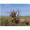 Image 2 : Northern Saskatchewan: Pine Mountain Outfitters, 2 day Trophy Elk Hunt for 2 Hunters