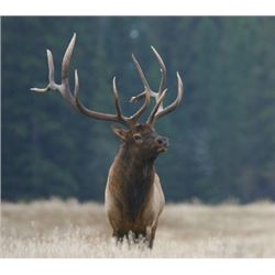 GOVERNOR'S TAG: Washington Westside Elk Tag...Home of HUGE Roosevelt Elk!!!