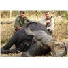 Image 3 : Tanzania: Selous Game Reserve, Cape Buffalo Hunt