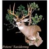 Image 1 : Peter's Taxidermy: Shoulder Mount Or Credit Towards Another Taxidermy Project