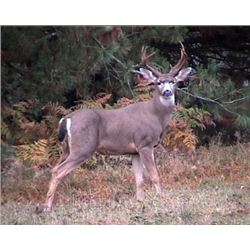 Washington: Shelby's Trophy Guide Service, Black-tail Hunt