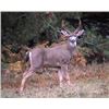 Image 1 : Washington: Shelby's Trophy Guide Service, Black-tail Hunt