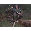 Image 3 : Spain: Huntinspain, Trophy Mouflon Sheep, Fallow Deer or Red Deer