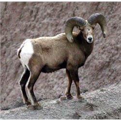 Washington State California Bighorn Ram Sheep Horns