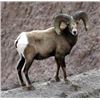 Image 1 : Washington State California Bighorn Ram Sheep Horns