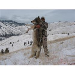 Ruggs Outfitting: Guided 5 Day Wolf Hunt in Montana