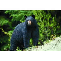 5-day Spring Black Bear Hunt for 1 Hunter Over Bait in Quebec, Canada