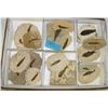 Image 1 : 6 fish fossils Green River, Kemmerer, WY