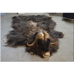 Muskox Head Mount w/hide