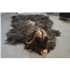 Image 1 : Muskox Head Mount w/hide