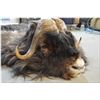 Image 2 : Muskox Head Mount w/hide