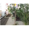 Image 1 : DECORATIVE INDOOR ARTIFICAL TREE