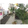Image 3 : DECORATIVE INDOOR ARTIFICAL TREE