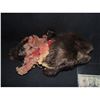 Image 1 : ZOMBEAVERS TORN OFF BLOODY ROTTEN ZOMBIE BEAVER HEAD SCREEN USED & MATCHED