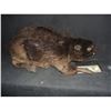 Image 1 : ZOMBEAVERS ANIMATRONIC HERO BLOODY ROTTEN ZOMBIE BEAVER SCREEN USED & MATCHED