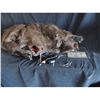Image 2 : ZOMBEAVERS ANIMATRONIC HERO BLOODY ROTTEN ZOMBIE BEAVER SCREEN USED & MATCHED