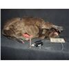 Image 3 : ZOMBEAVERS ANIMATRONIC HERO BLOODY ROTTEN ZOMBIE BEAVER SCREEN USED & MATCHED