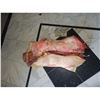 Image 2 : SPLIT OPEN FEMALE TORSO SHOWING SPINE