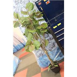 SHOWHOME ARTIFICIAL PLANT