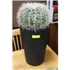 Image 1 : CACTUS IN POT