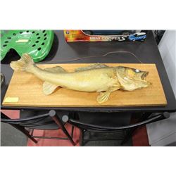 STUFFED FISH WALL HANGNG