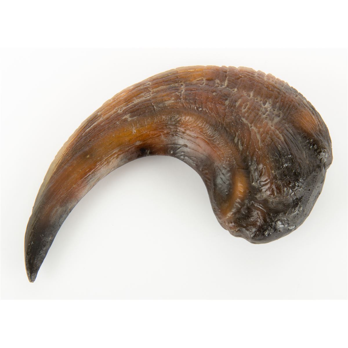 Velociraptor Claw & Production Polaroid of Richard Attenborough from