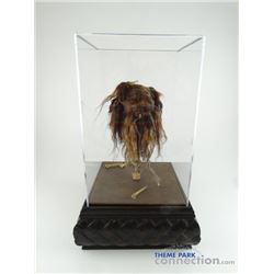 Disney Disneyland JUNGLE CRUISE Attraction Trader Sam Shrunken Zombie Head Actual Ride Prop