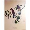 Image 2 : Ray Harm Print Cedar Waxwing Nature Birds