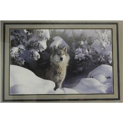 Large framed picture of a wolf, photographer