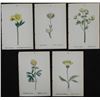 Image 1 : 5 Antique Botanical Prints Yellow Flowers German