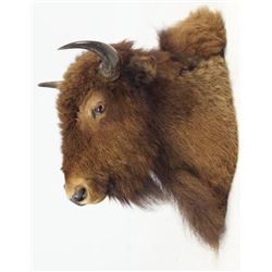 Large Buffalo head mount