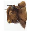 Image 1 : Large Buffalo head mount