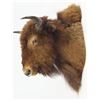 Image 2 : Large Buffalo head mount