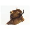 Image 3 : Large Buffalo head mount