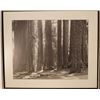 Image 5 : Ansel Adams photo prints - 4 unsigned