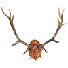 Image 1 : Taxidermy, mounted elk antlers, embossed copper center shows elk in forest, Exc cond, 55"spread.
