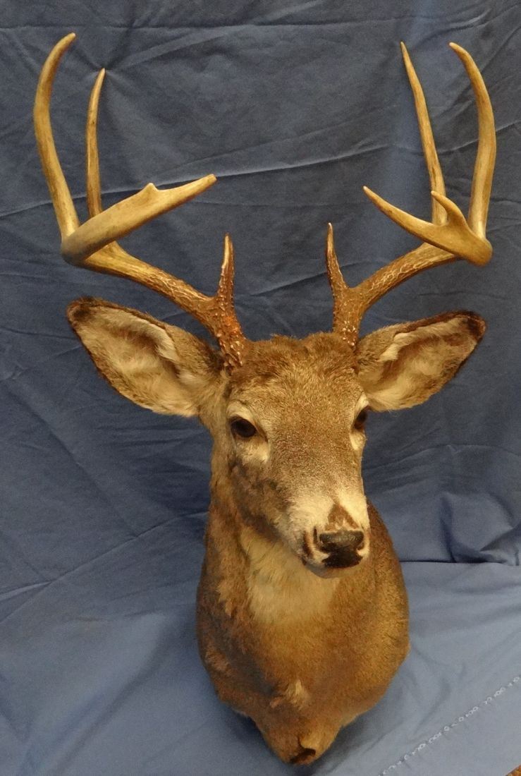 Whitetail deer head mount