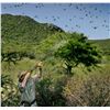 Image 1 : Argentina Dove Hunt for 2 Hunters