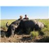 Image 1 : Argentina 5 Day Red Stag, Buffalo and Hybrid Sheep Hunt for 2 Hunters