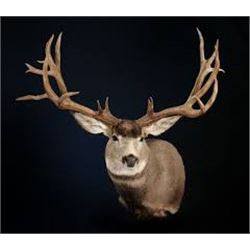 Deer Sized Shoulder Mount